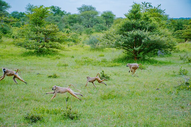 Day Safari Tour to Mikumi National Park - Lunch, drinks, and the practical value of the package