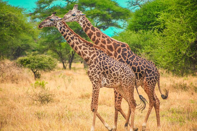 Day Safari Tour to Mikumi National Park - The early pickup and flight from Zanzibar