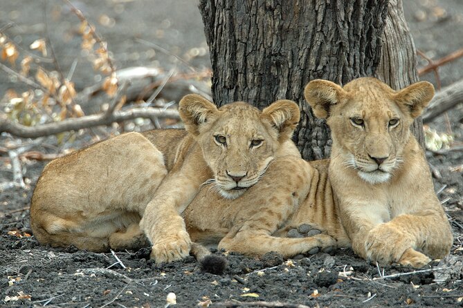 Day Safari tour to Selous Game Reserve from Zanzibar - Key points to know before booking