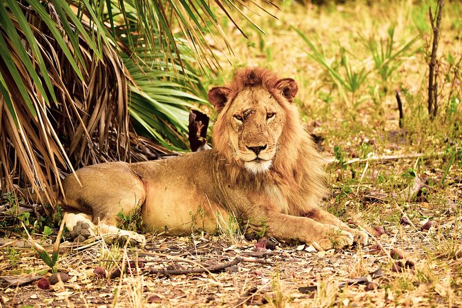 Day Safari tour to Selous Game Reserve from Zanzibar - Why this Zanzibar safari is worth considering