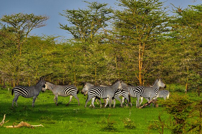 Day Safari tour to Selous Game Reserve from Zanzibar - Lunch, drinks, and the small comforts