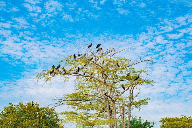 Day Safari tour to Selous Game Reserve from Zanzibar - Who should book this experience?