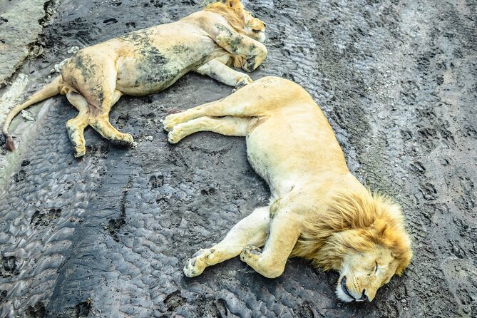 Day Tour to Tarangire National Park from Arusha - Why Tarangire works so well as a day trip