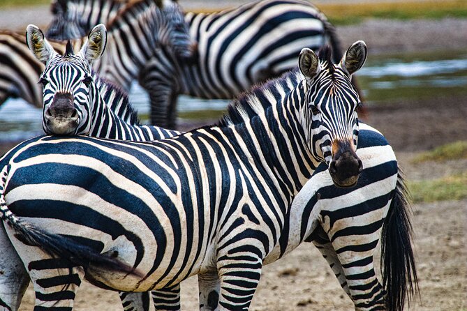 Day Tour to Tarangire National Park from Arusha - Elephants, lions, and the patience game