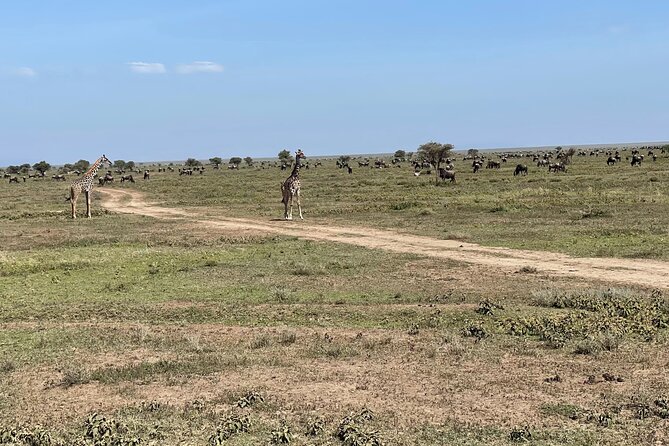 Day Tour to Tarangire National Park from Arusha - The private format and what it means for you