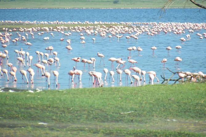 Day Tour to Tarangire National Park from Arusha - Who should book this Tarangire outing