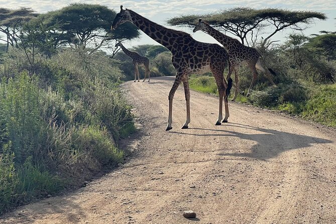 Day Tour to Tarangire National Park from Arusha - Should you book the Tarangire day safari?
