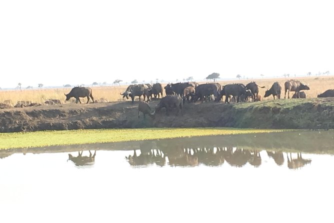 Day Trip From Zanzibar To Mikumi - Key points to know before you book