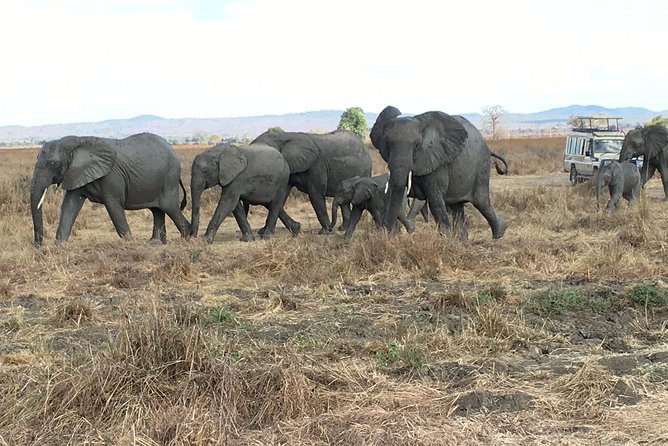 Day Trip From Zanzibar To Mikumi - Entering Tanzania’s sixth-largest national park