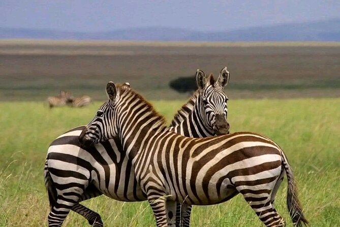 Day trip Safari to Mikumi National Park - Key points to know before booking