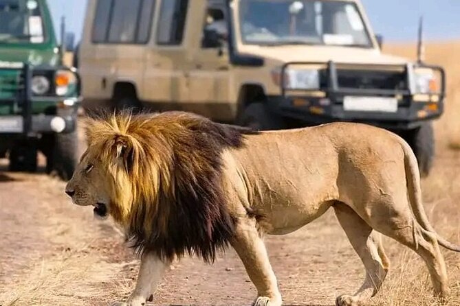 Day trip Safari to Mikumi National Park - Your first Mikumi game drive in a 4x4