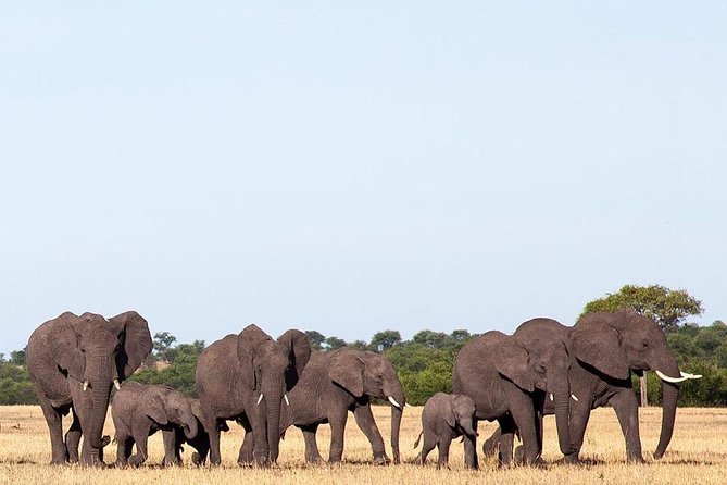 day trip tarangire - Who will get the most from this Tarangire trip