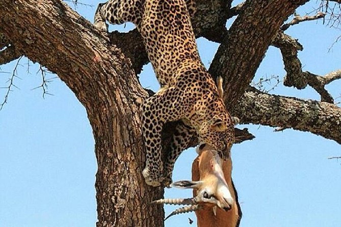 day trip tarangire - Small details that can improve your day