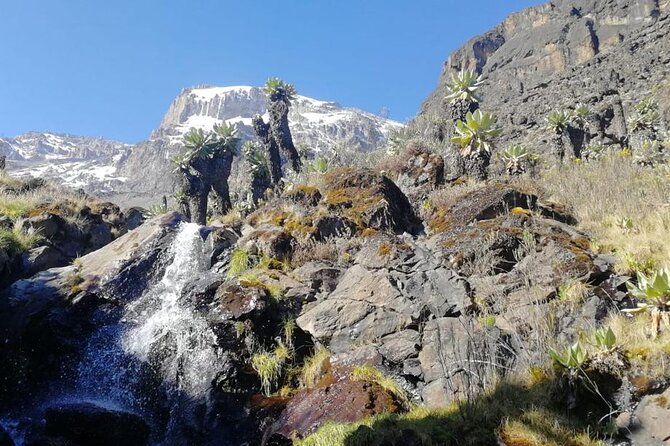 Day Trip to Kilimanjaro National Park - What this day hike really gives you