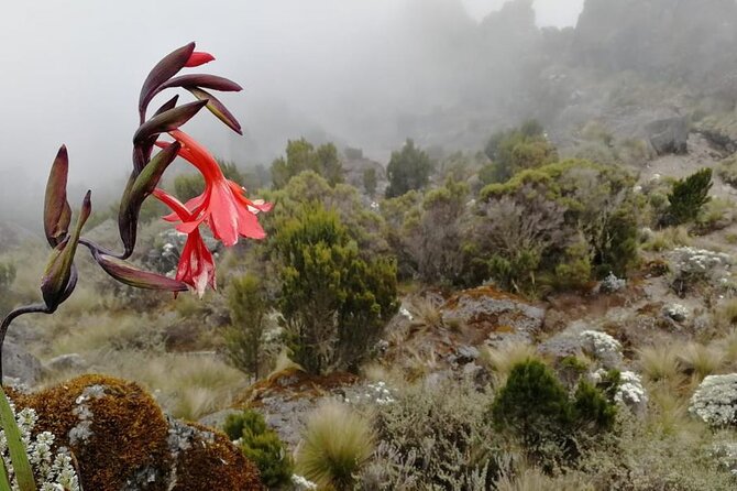 Day Trip to Kilimanjaro National Park - Marangu Gate and the first steps into the forest