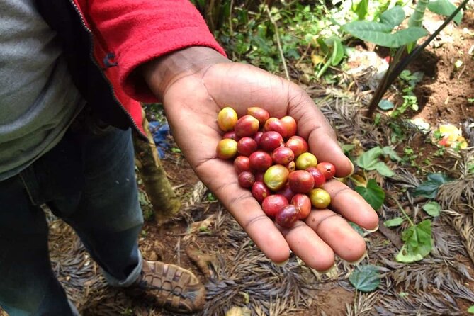 Day trip to Materuni waterfall, Coffee tour and Moshi Nightlife - What to expect from the Moshi night out