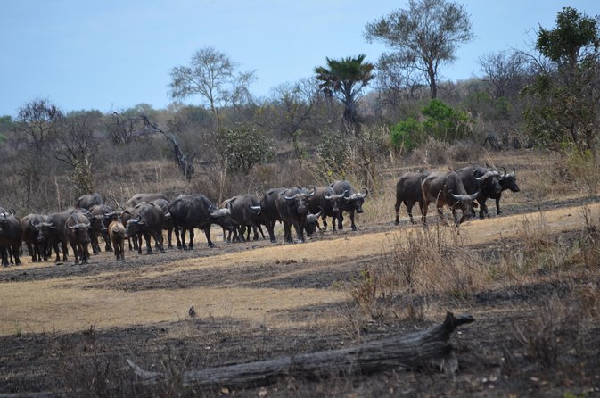 Day trip to Mikumi National Park from Dar es salaam - Entering Mikumi National Park in mid-morning