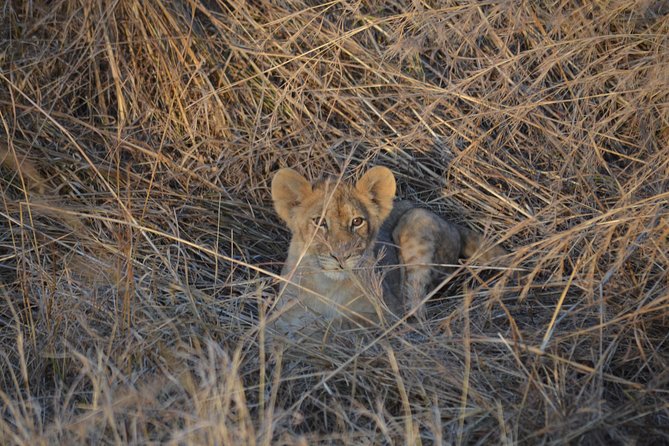 Day trip to Mikumi National Park from Dar es salaam - Is $380 good value for this safari?