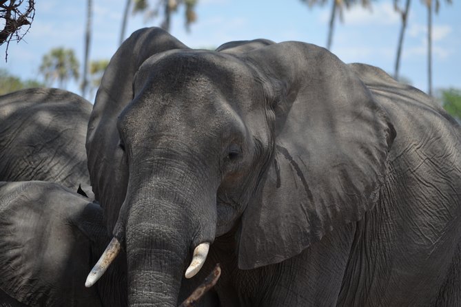 Day trip to Mikumi National Park from Dar es salaam - The pre-dawn pickup from Dar es Salaam