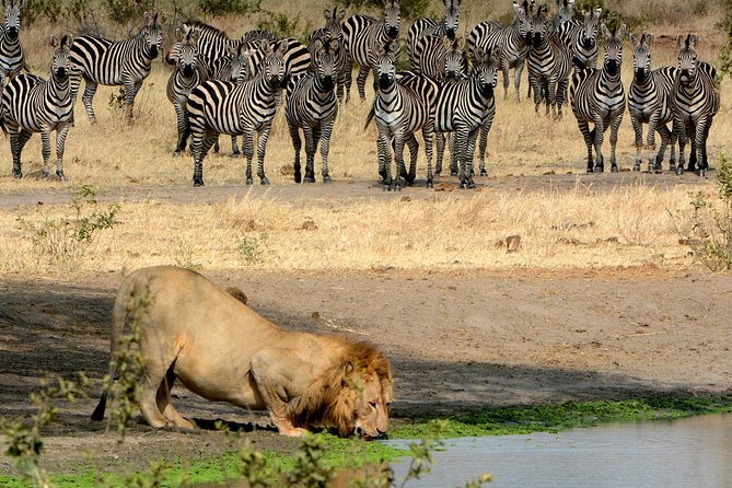 Day Trip to Ngorongoro Crater - Four hours among crater wildlife