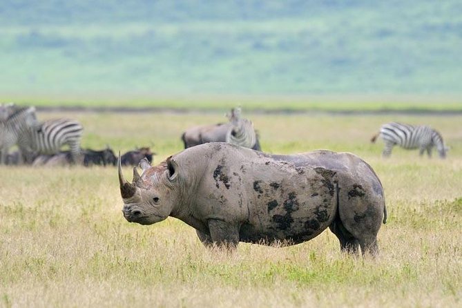 Day Trip to Ngorongoro Crater - Lake Magadi and the picnic lunch