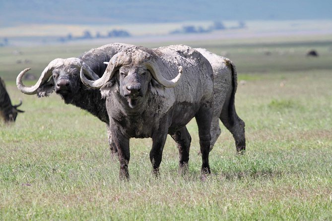 Day Trip to Ngorongoro Crater - Small details that make the day easier