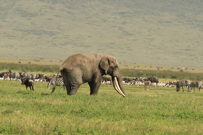 Day Trip to Ngorongoro Crater - The 7:00 am departure from Arusha