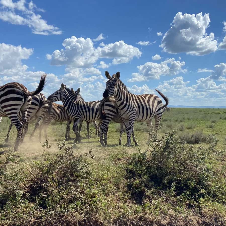 Day trip to tarangire national park - Key points at a glance