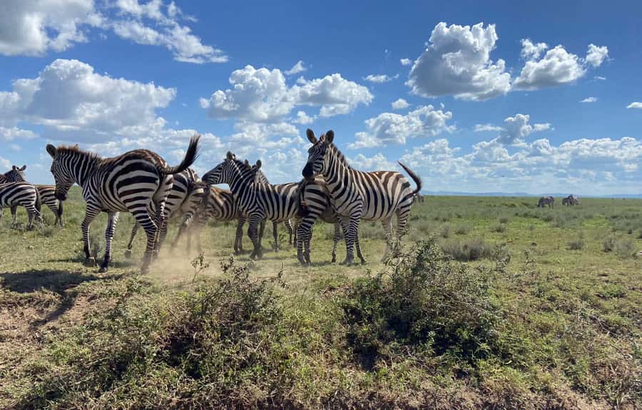 Day trip to tarangire national park - Entering Tarangire National Park