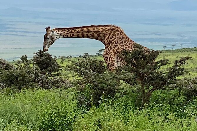 Discover Our Best 2-Day Tanzania Budget Group Lodge Safari Tour - Why this short safari works from Arusha
