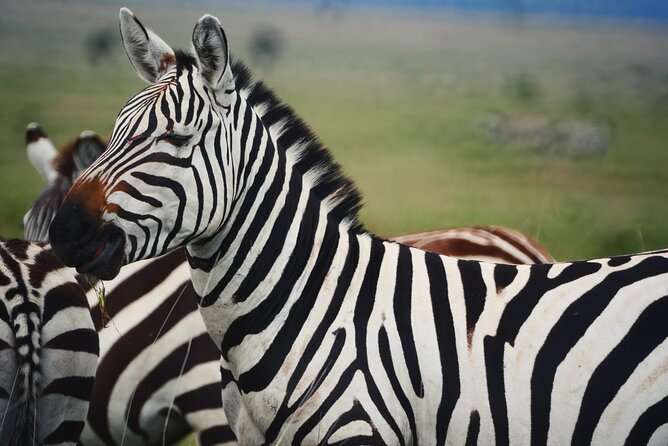 Discover Our Best 2-Day Tanzania Budget Group Lodge Safari Tour - Lodge comfort, meals, and what budget means here