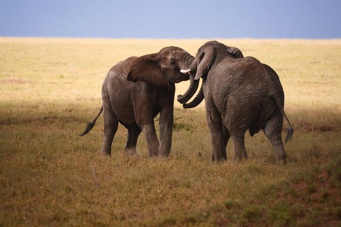 Discover Our Best 2-Day Tanzania Budget Group Lodge Safari Tour - The guide can shape the whole experience