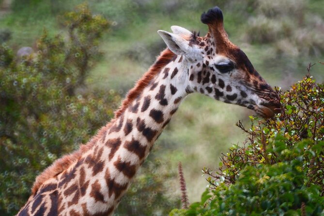 Discover Our Best 2-Day Tanzania Budget Group Lodge Safari Tour - Who should book this two-day route?