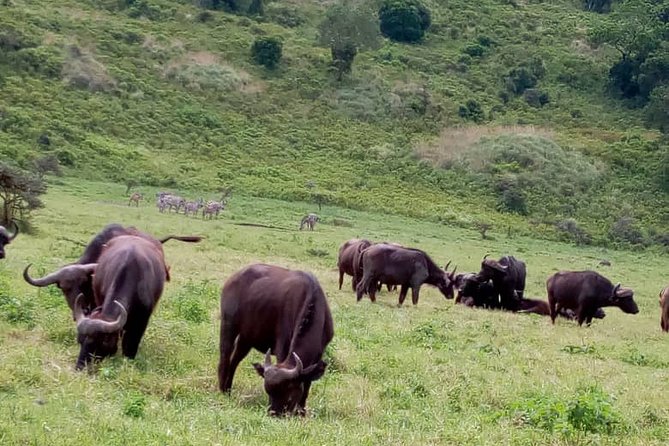 Discover Our Best 2-Day Tanzania Budget Group Lodge Safari Tour - Day two: Ngorongoro Crater in half a day