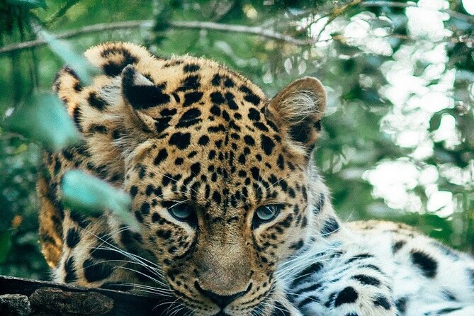 Discover Our Best Guide for 1-Day Serengeti Safari from Mwanza - Key points to know before booking