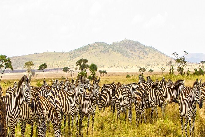 Discover Our Best Guide for 1-Day Serengeti Safari from Mwanza - The 5:30 a.m. departure from Mwanza