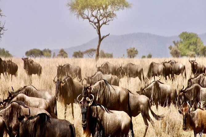Discover Our Best Guide for 1-Day Serengeti Safari from Mwanza - Entering through Ndabaka Gate
