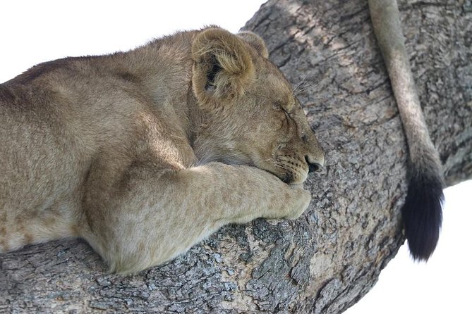 Discover Tanzania through the 3 wild classics - Tarangire, where elephants set the tone