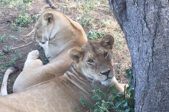 Discover the group joining for 5-day Tanzania safari in 2025 - Day 2: From Mto wa Mbu to the Serengeti