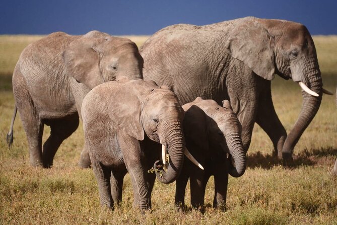 Discover the group joining for 5-day Tanzania safari in 2025 - Day 3: A morning Serengeti drive and the Ngorongoro highlands