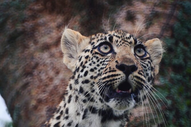 Discover the group joining for 5-day Tanzania safari in 2025 - Day 4: Ngorongoro Crater and the return to Mto wa Mbu
