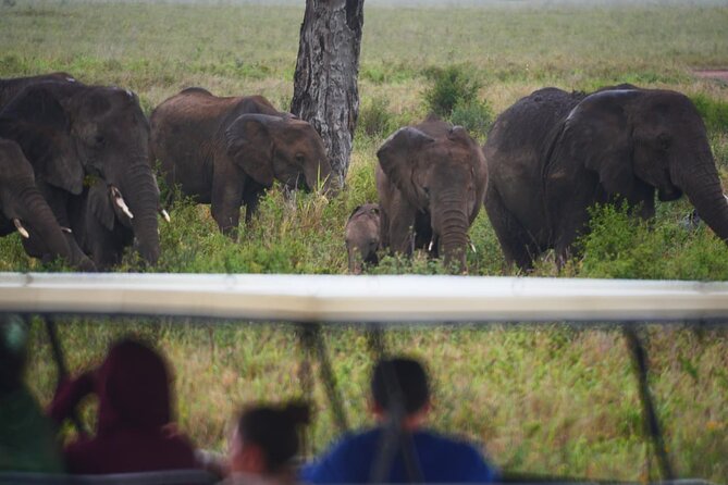 Discover the group joining for 5-day Tanzania safari in 2025 - Day 5: Lake Manyara before Arusha