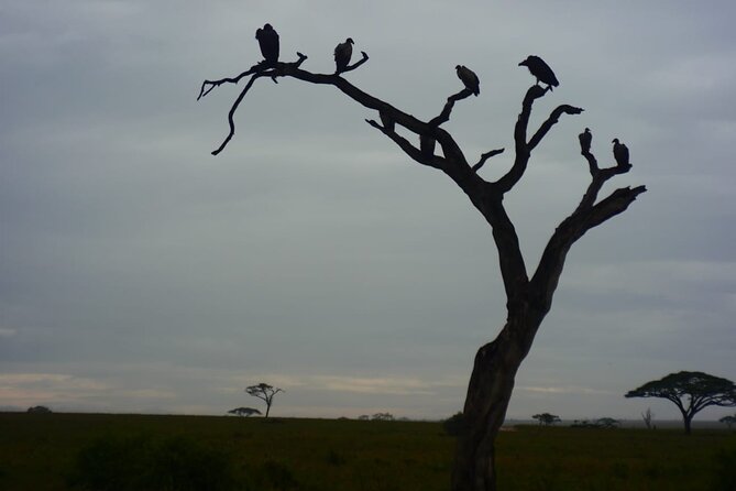 Discover the group joining for 5-day Tanzania safari in 2025 - Camping, meals, and the real comfort level