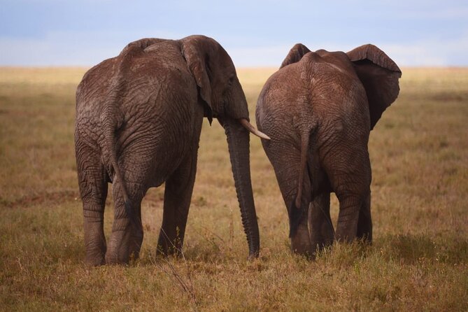 Discover the group joining for 5-day Tanzania safari in 2025 - Guide service and the group experience