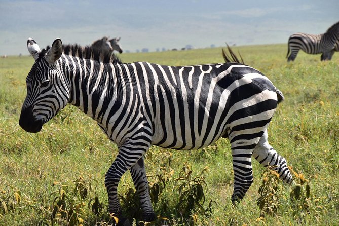 Discover The World's Top Best 4-day Tanzania Group Camping safari - Day 3: Dawn wildlife, then the road to Ngorongoro