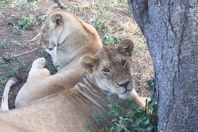 Discover The World's Top Best 4-day Tanzania Group Camping safari - Day 4: Five hours inside Ngorongoro Crater