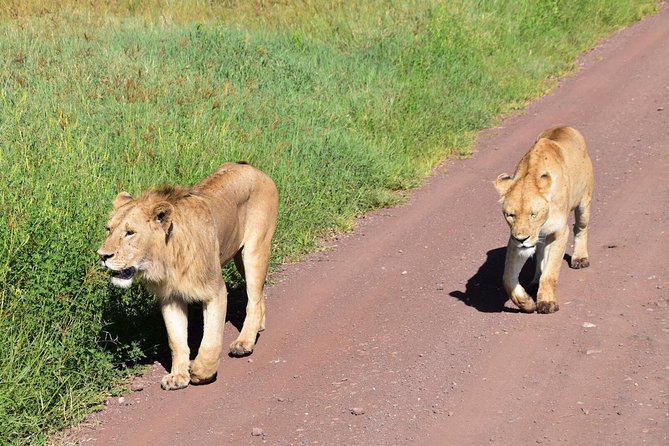 Discover The World's Top Best 4-day Tanzania Group Camping safari - Camping changes the value equation