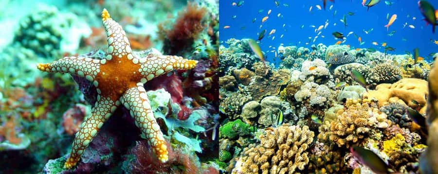 Discover Tumbatu Island: Private Snorkeling Adventure - A short ride from Kendwa to Tumbatu’s reef