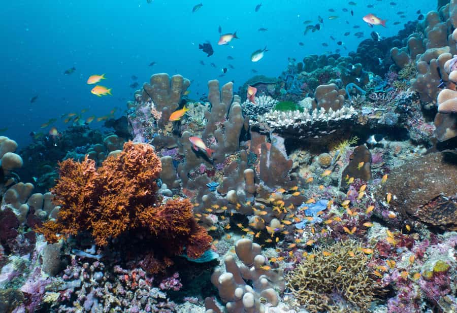 Discover Tumbatu Island: Private Snorkeling Adventure - Weather, tide, and visibility should guide your decision