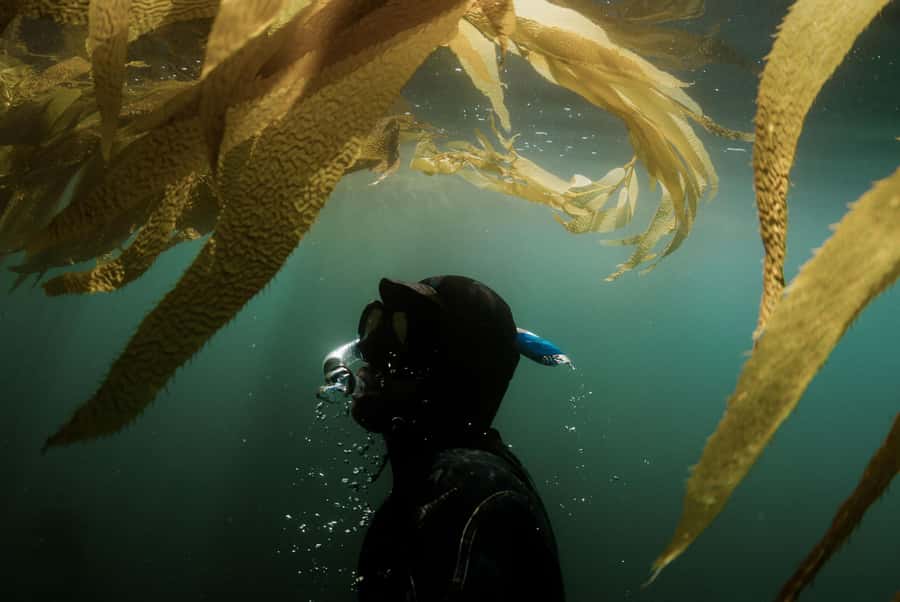 Discover Tumbatu Island: Private Snorkeling Adventure - Should you book the Tumbatu snorkeling trip?